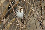 Song Sparrow